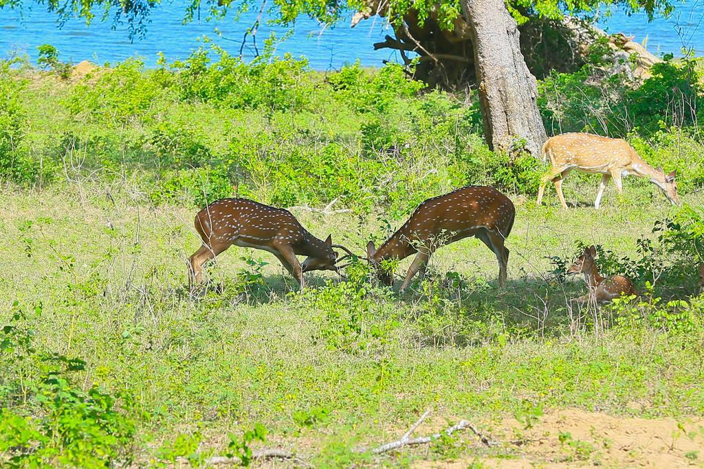 Shangri-Lanka Village Tissamaharama Esterno foto